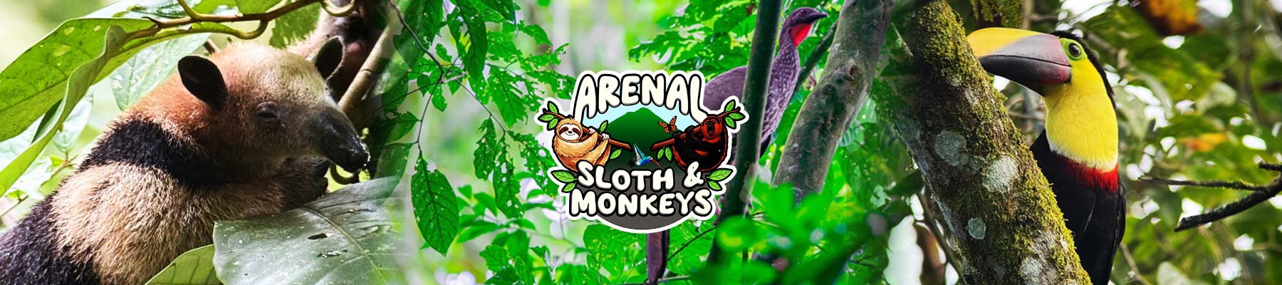 sloths-and-monkeys-slide02