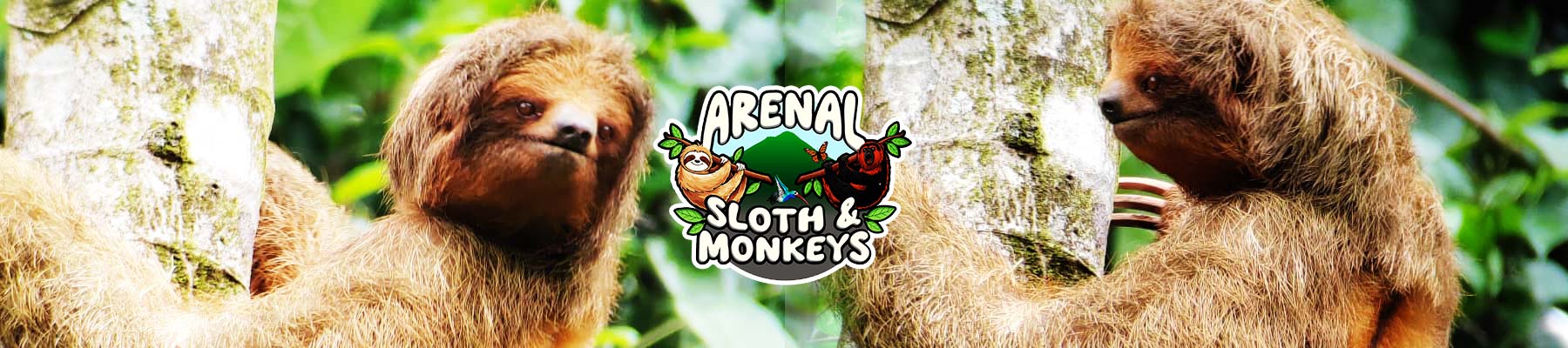 sloths-and-monkeys-slide03