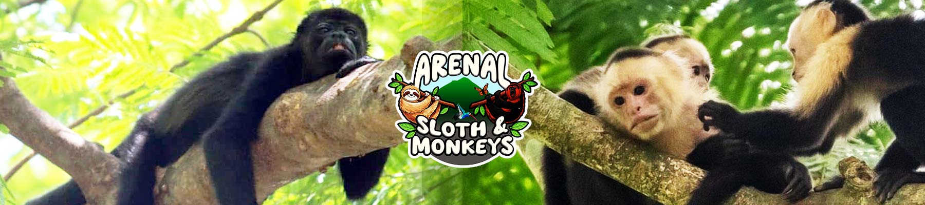 sloths-and-monkeys-slide04