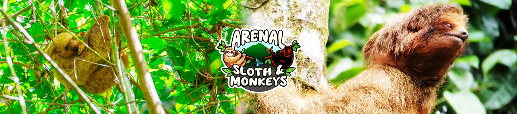 sloths-and-monkeys-slide05