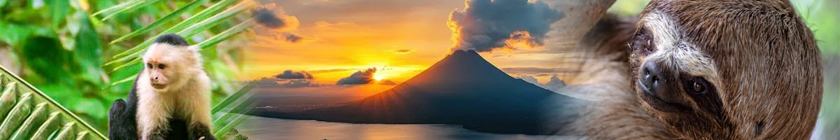 about-sloths-and-monkeys