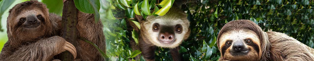 costa-rica-sloths-point