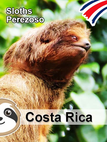 costa-rica-sloths