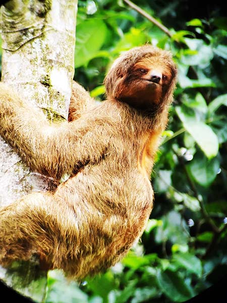 sloths in la fortuna san carlos